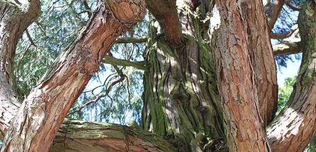 Le Boswellia, l’arbre à encens