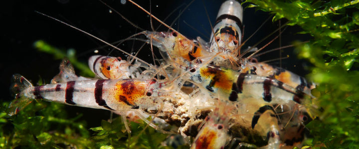 Quelques conseils pour bien nourrir vos crevettes d’aquarium